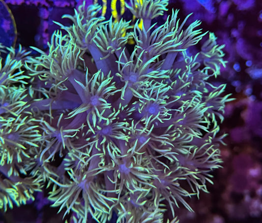 28A Neon Goniopora