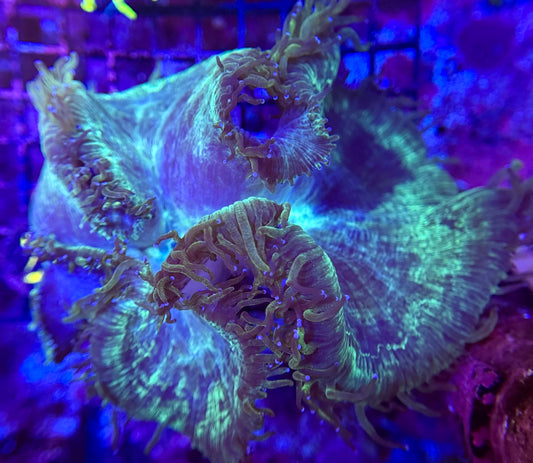 2A Metallic Elegance Coral xl