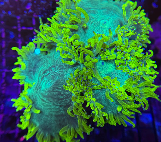 Ultra Yellow Elegance Coral XL