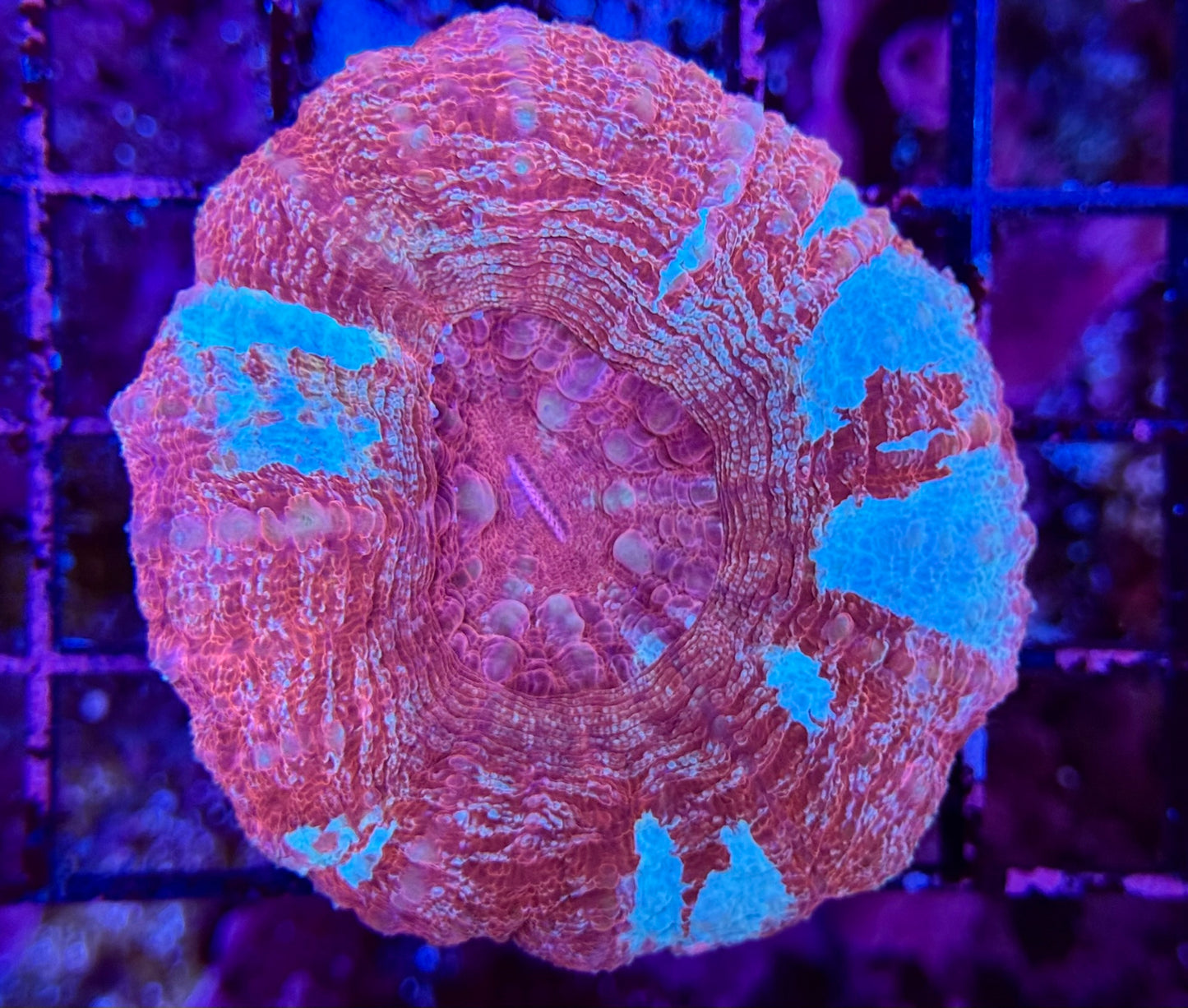 8A Pink Ultra Scoly