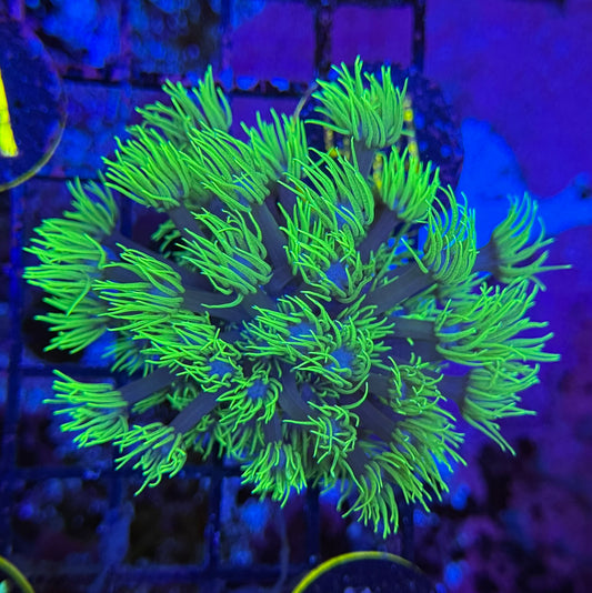 95A Neon Goniopora