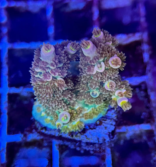 2A25 Ultra Tenuis Acropora