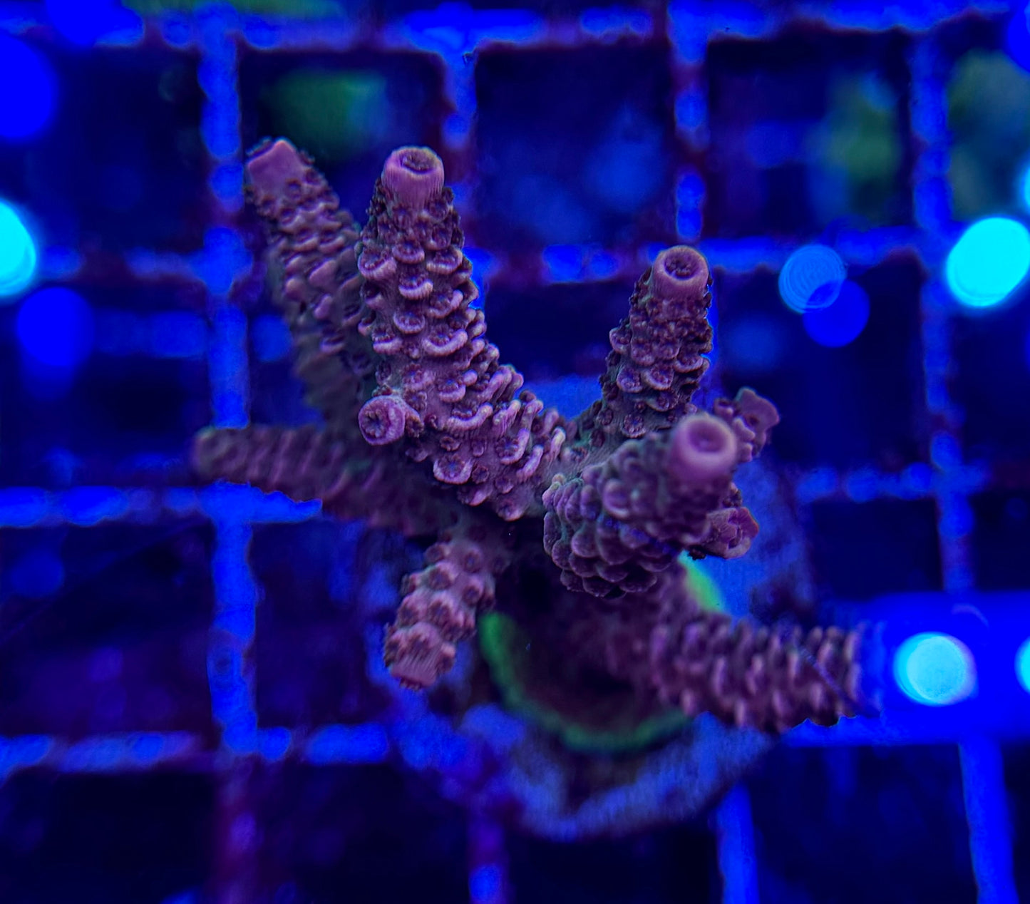 2A27 Red Millepora