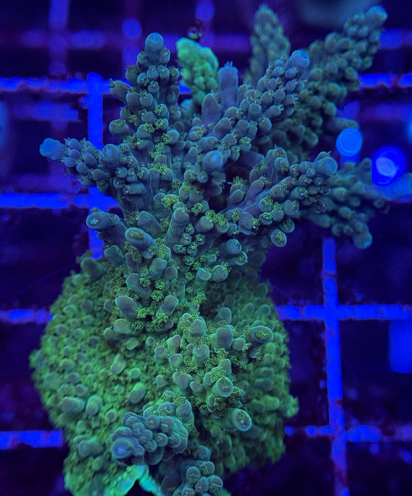 2A33 Two Green Acropora