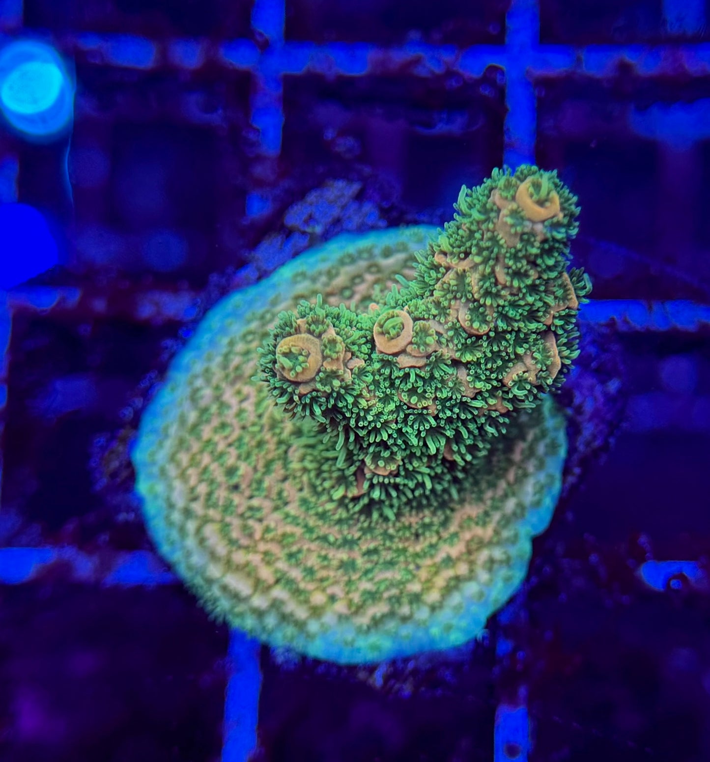 2A44 Sunset Millepora