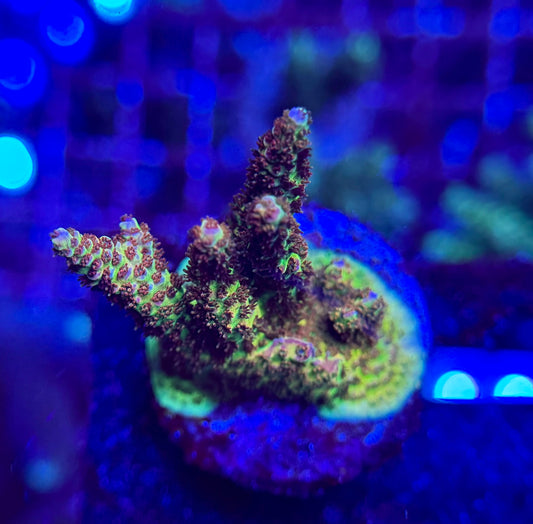 2A80 Fruitopia Acropora