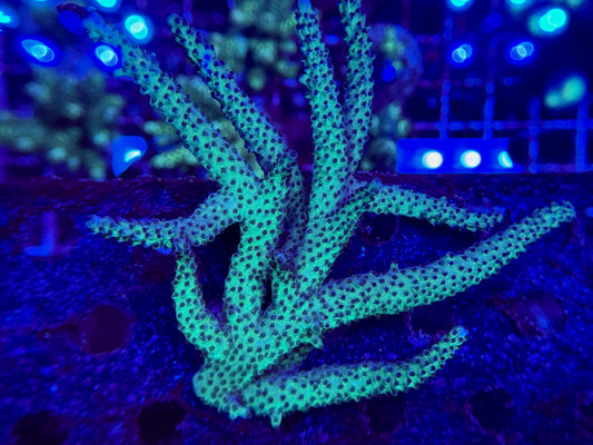 2A82 Large Green Acropora