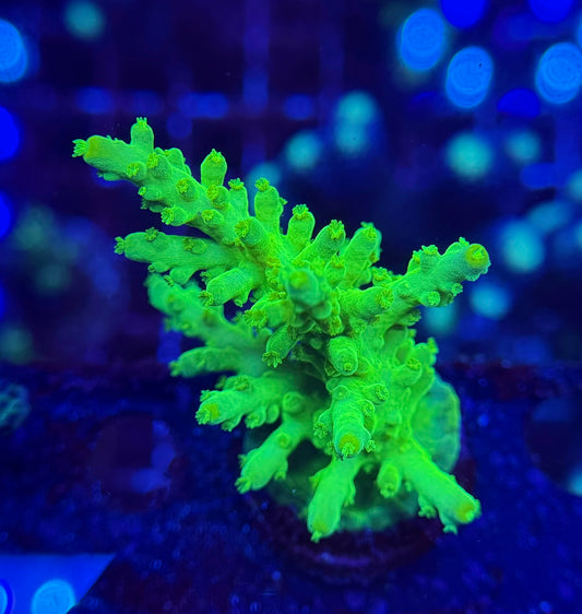 2A87 Neon Acropora Austera