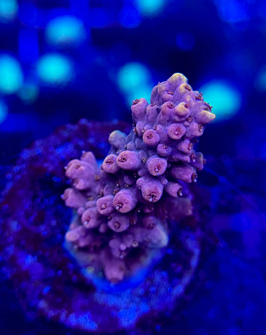 2A89 Bloodshot Acropora