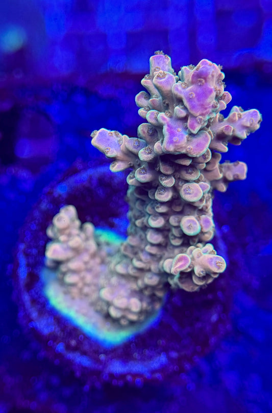 2A91 Rainbow loom Acropora