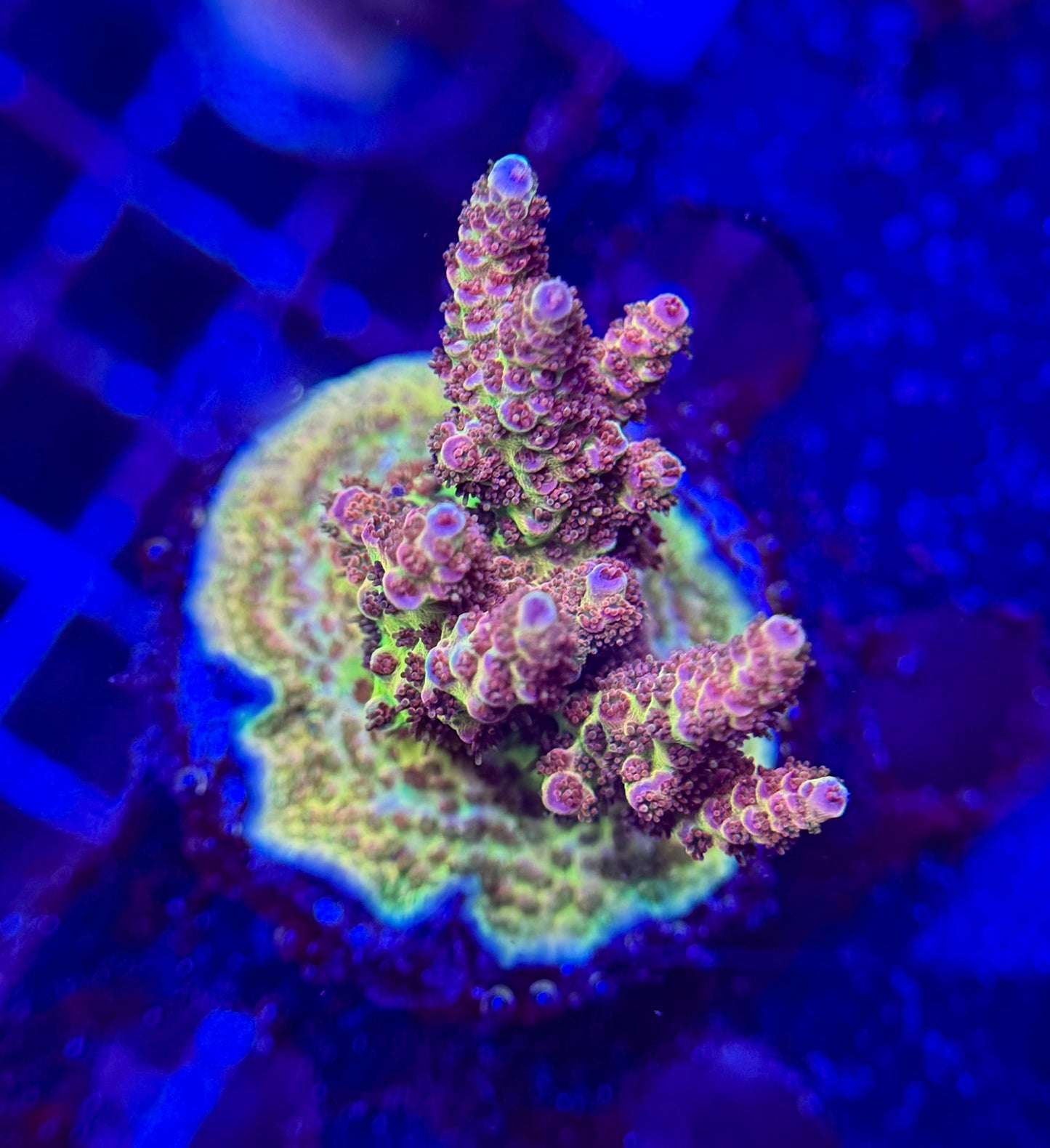 2A97 Fruitopia Acropora