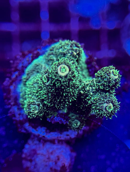 2A103 Millepora Acro