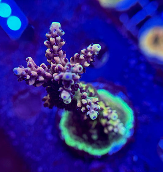 2A113 Pink Cadillac Acropora