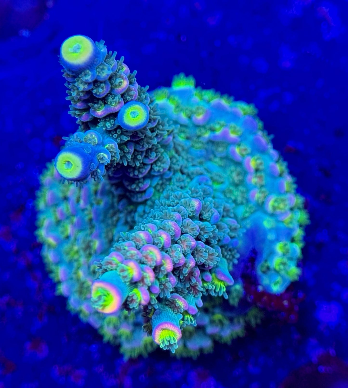 2A116 Pink Tip Acropora