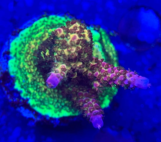 2A118 Pc Rainbow Acropora