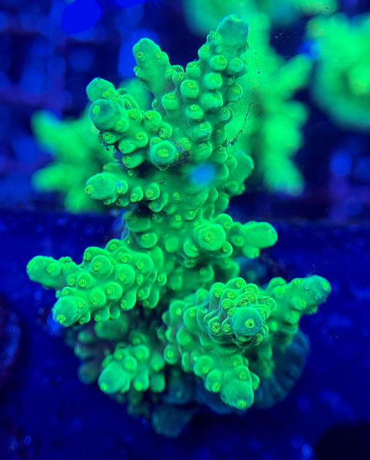 2A121 Frogskin Acropora