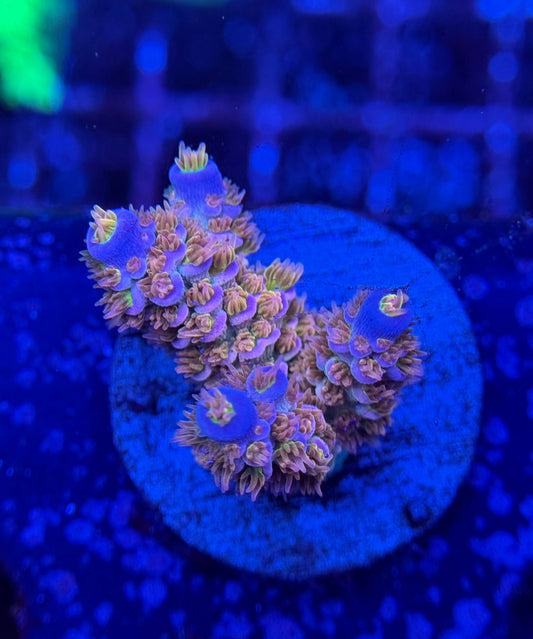 2A123 Walt Disney Acropora