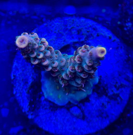 2A125 Cherry Blossom Acropora