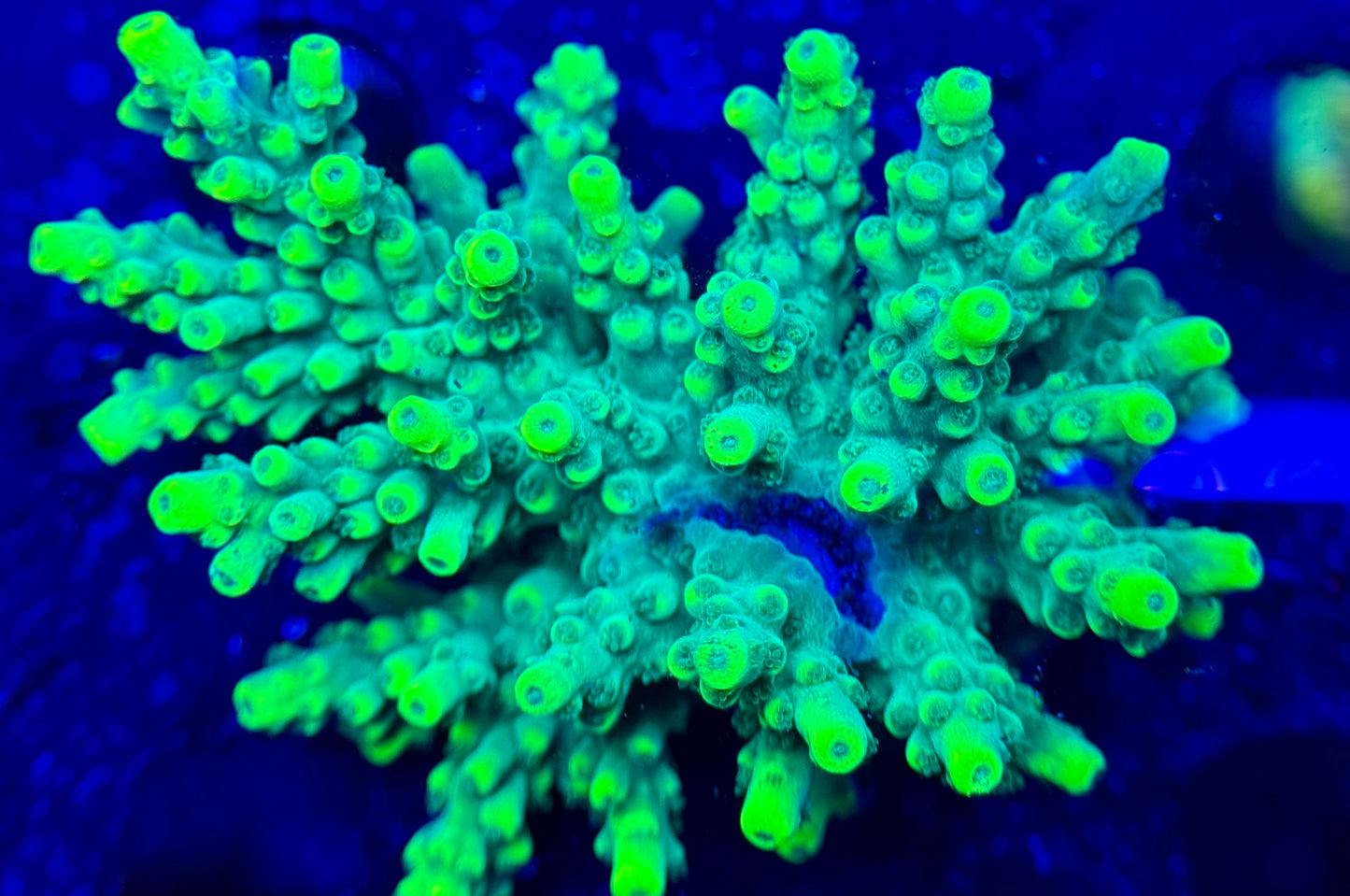 2A130Tabling Acropora