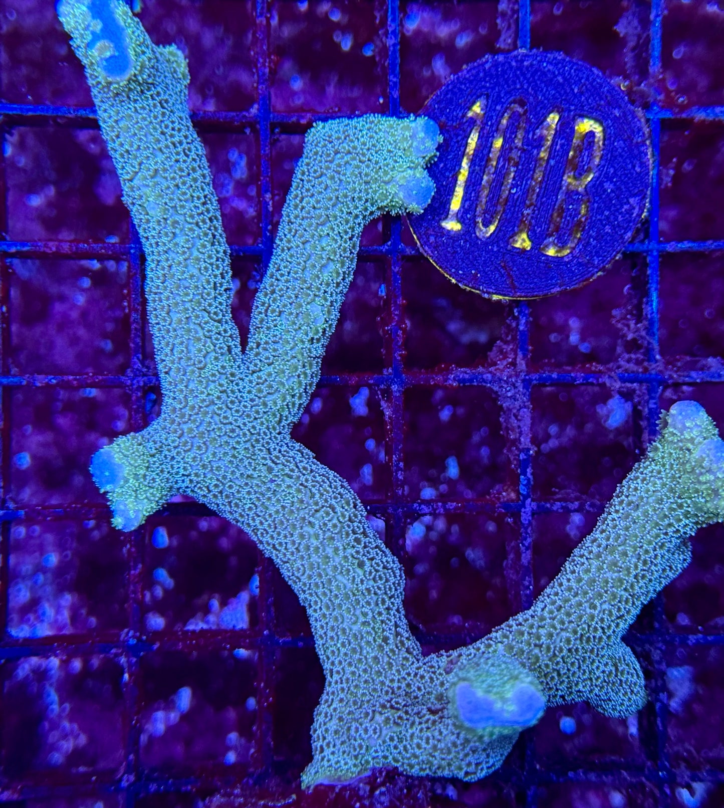 101B Green Montipora Digi