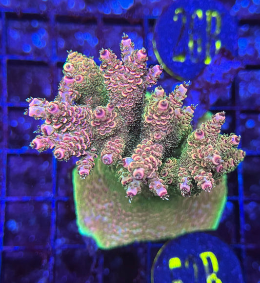 26B Ultra Acropora