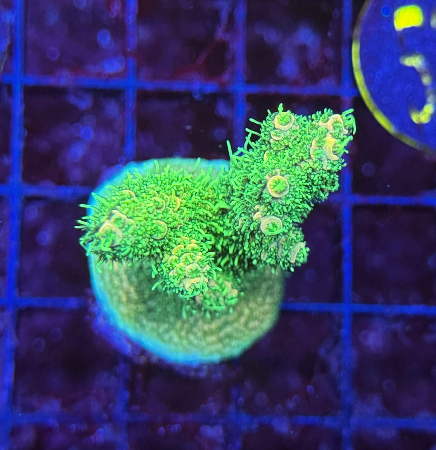 52B Ultra Millepora