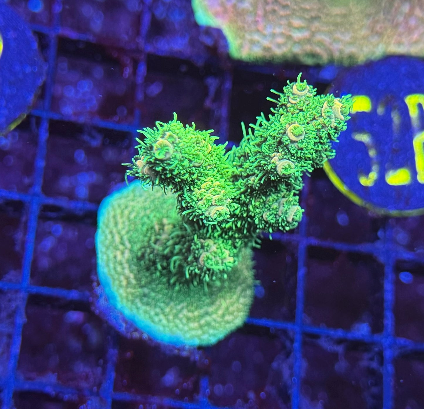 52B Ultra Millepora