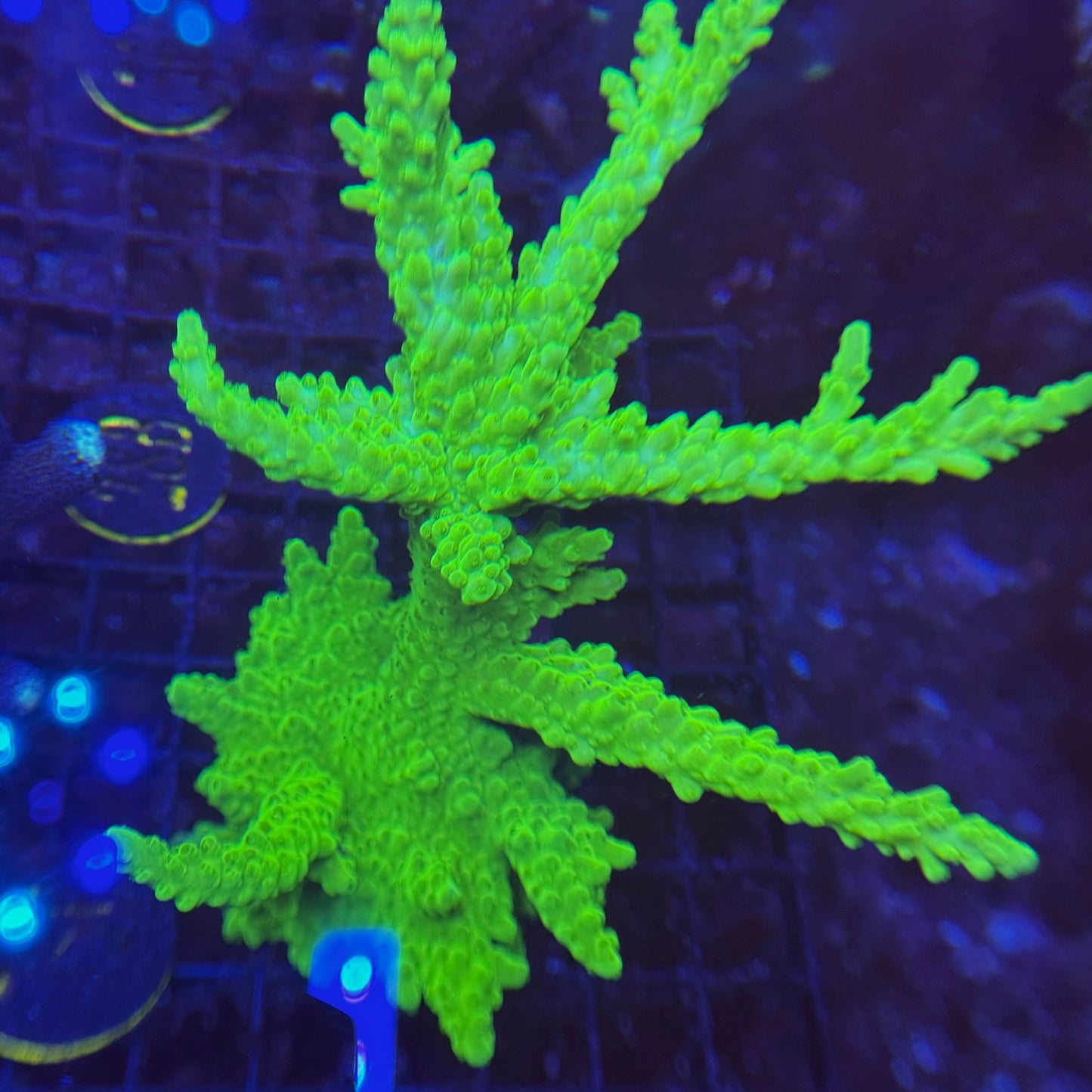 28B XXL Neon Acropora Austera