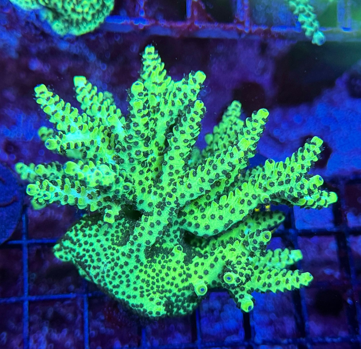 64B lg ORA Purple Polyp Acropora