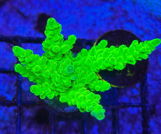 79B Neon Frogskin Acropora