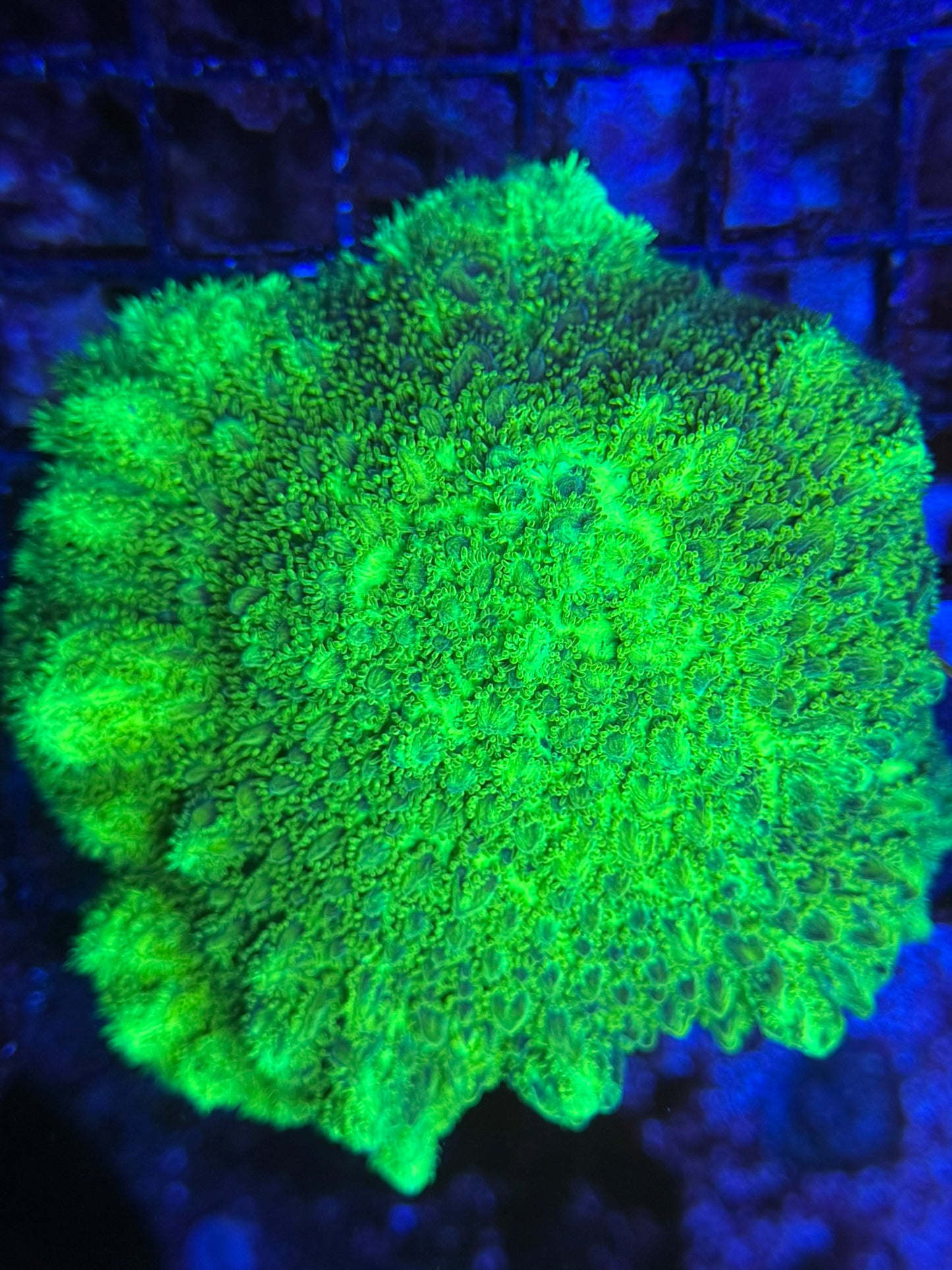 80B Large Neon Hydophora