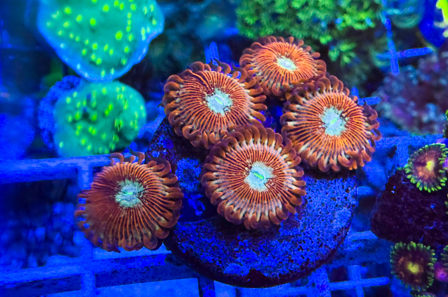 White Zombie Zoas Variant