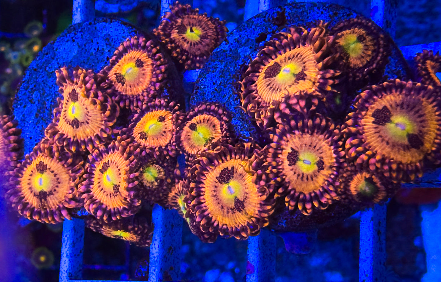 Fairy Dust Zoas