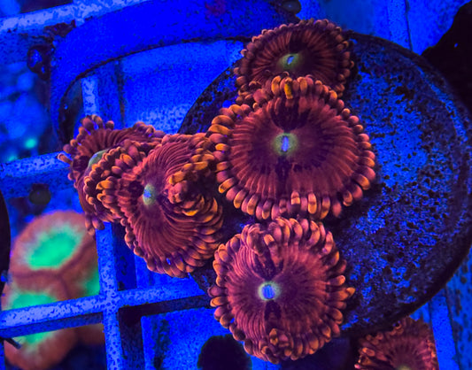 Playboy bunny zoas