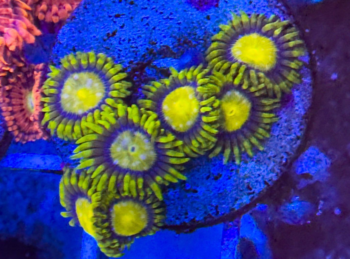 King Midas Zoas