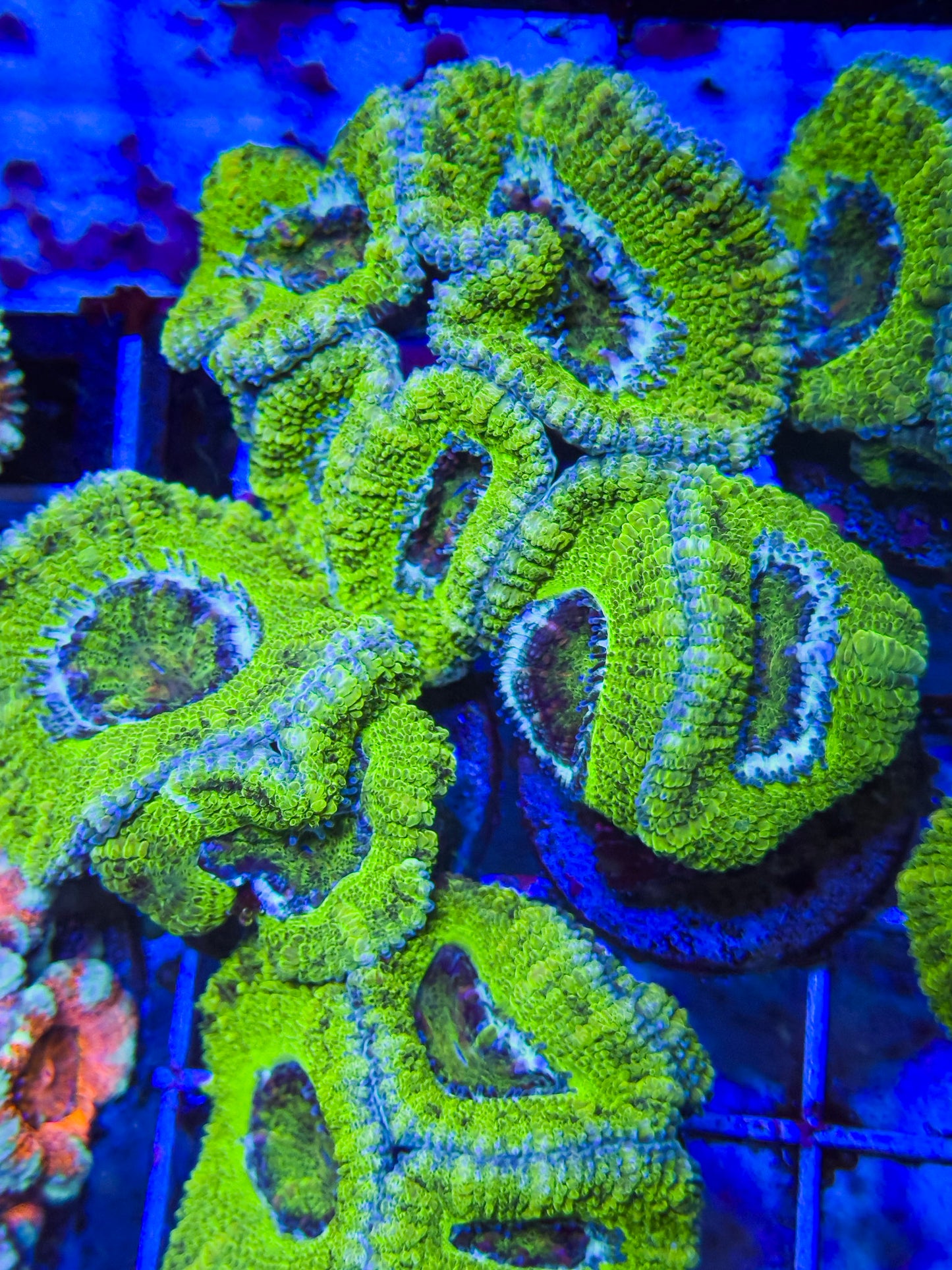 Neon Green Micromussa lordie 2-3+polyps