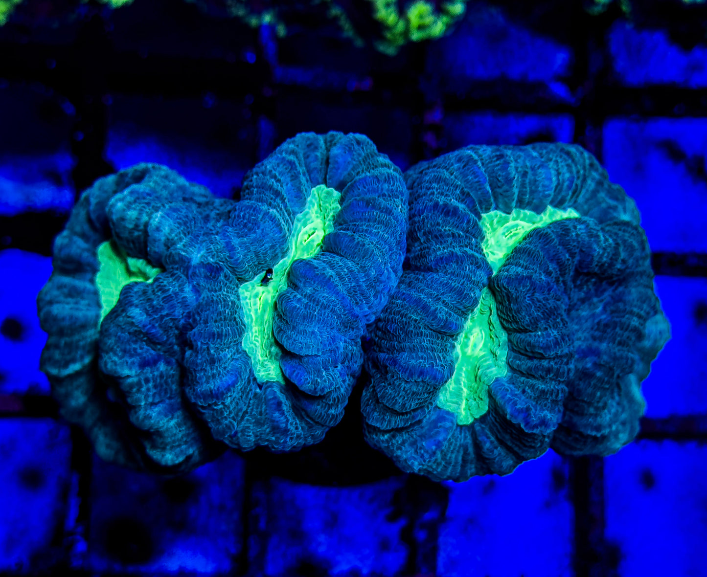 Teal Mouth Candy Cane Coral trumpet