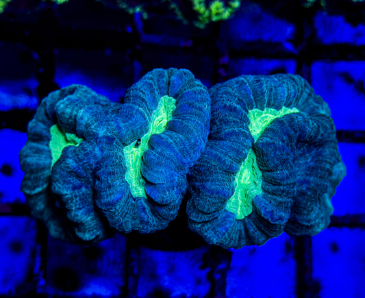 Teal Mouth Candy Cane Coral trumpet