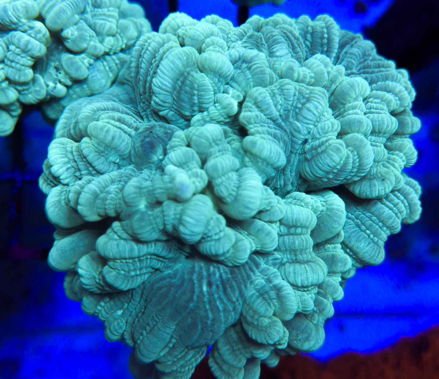 Teal Trumpet Coral