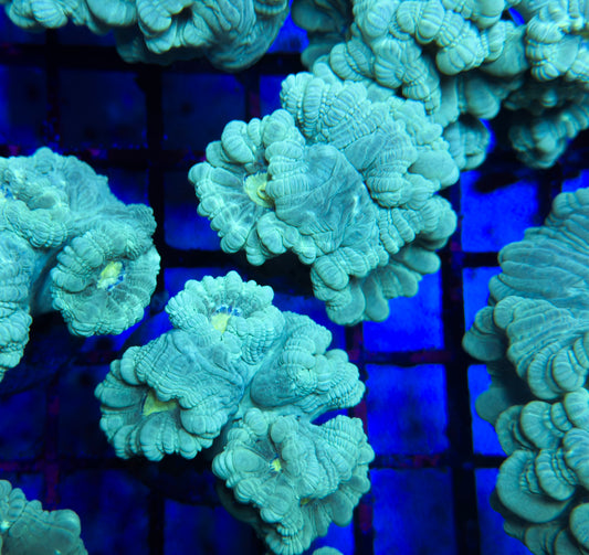 Teal Trumpet Coral