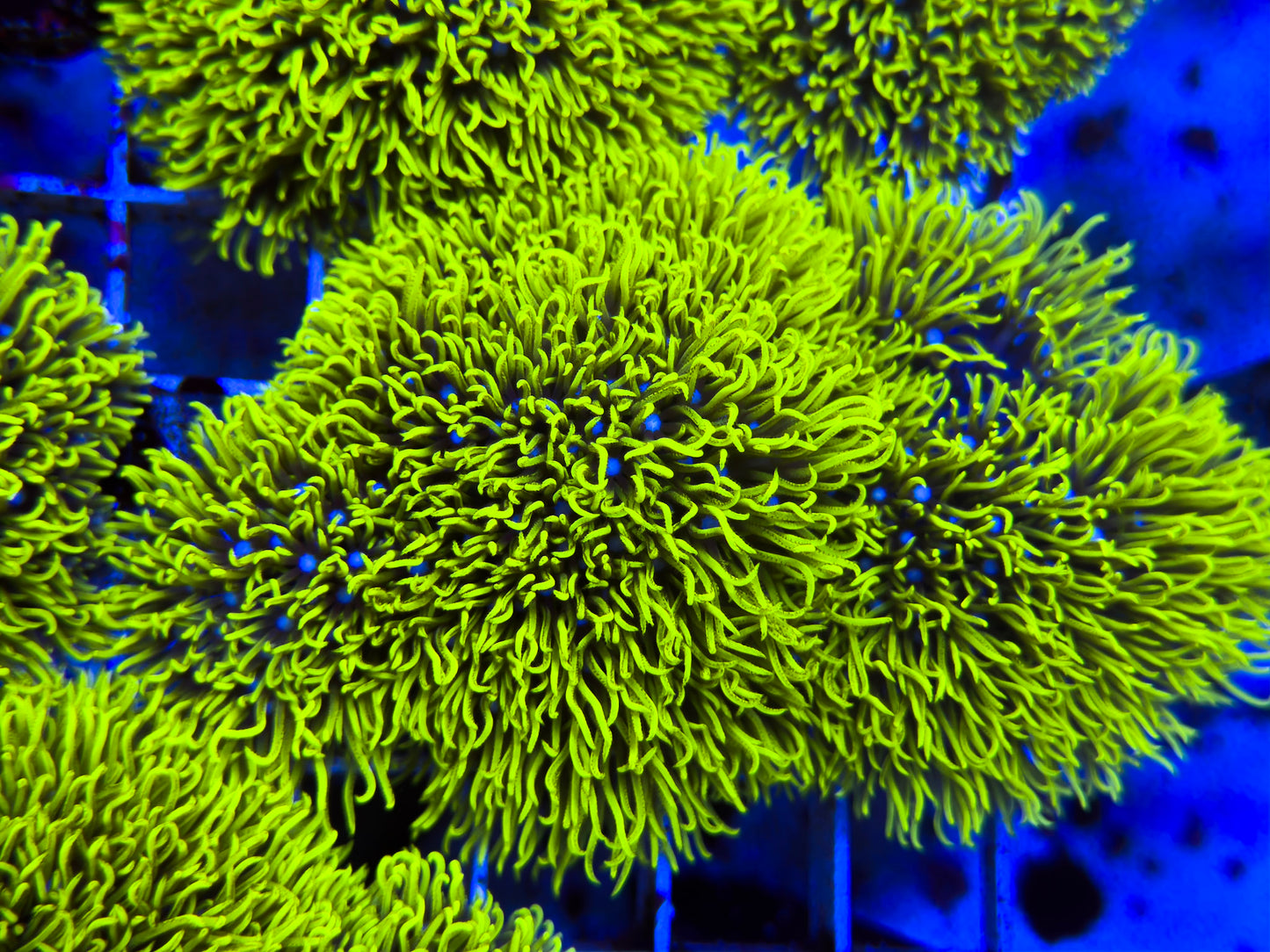 Green Star Polyps GSP