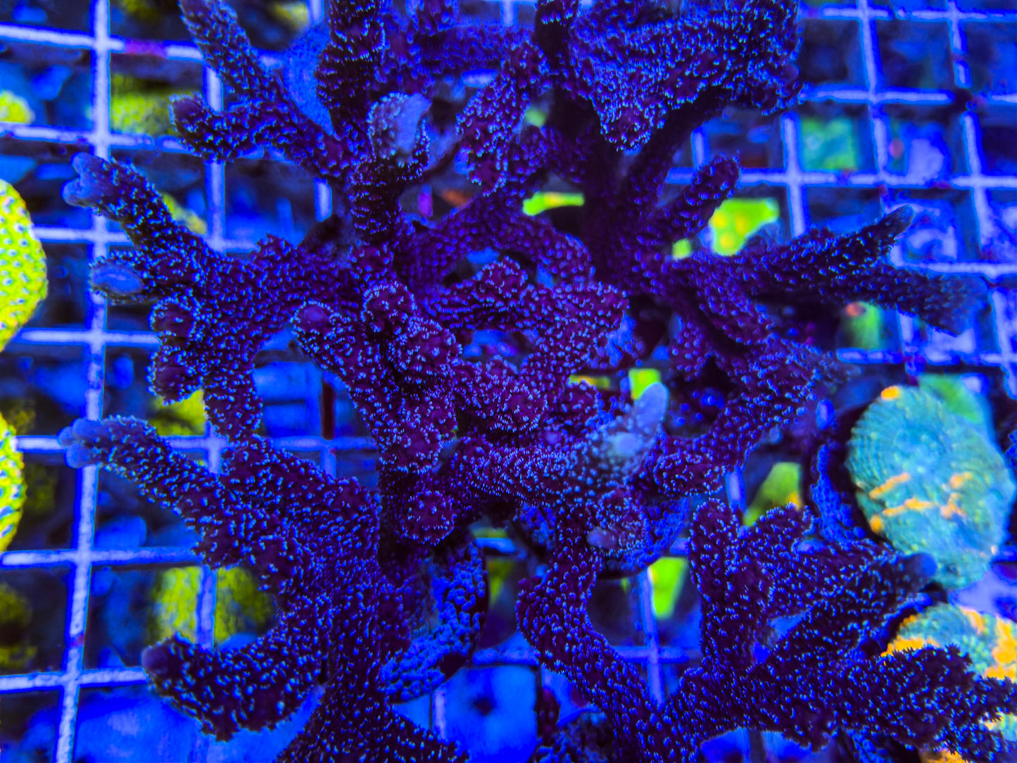 German Blue Digitata Montipora Coral