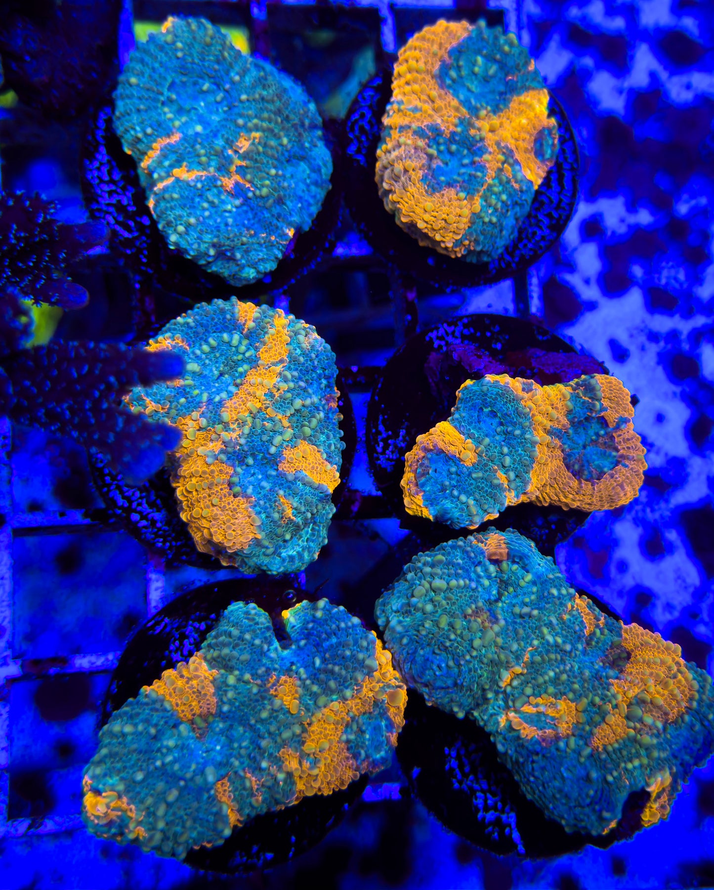 Ultra Acan Echinata