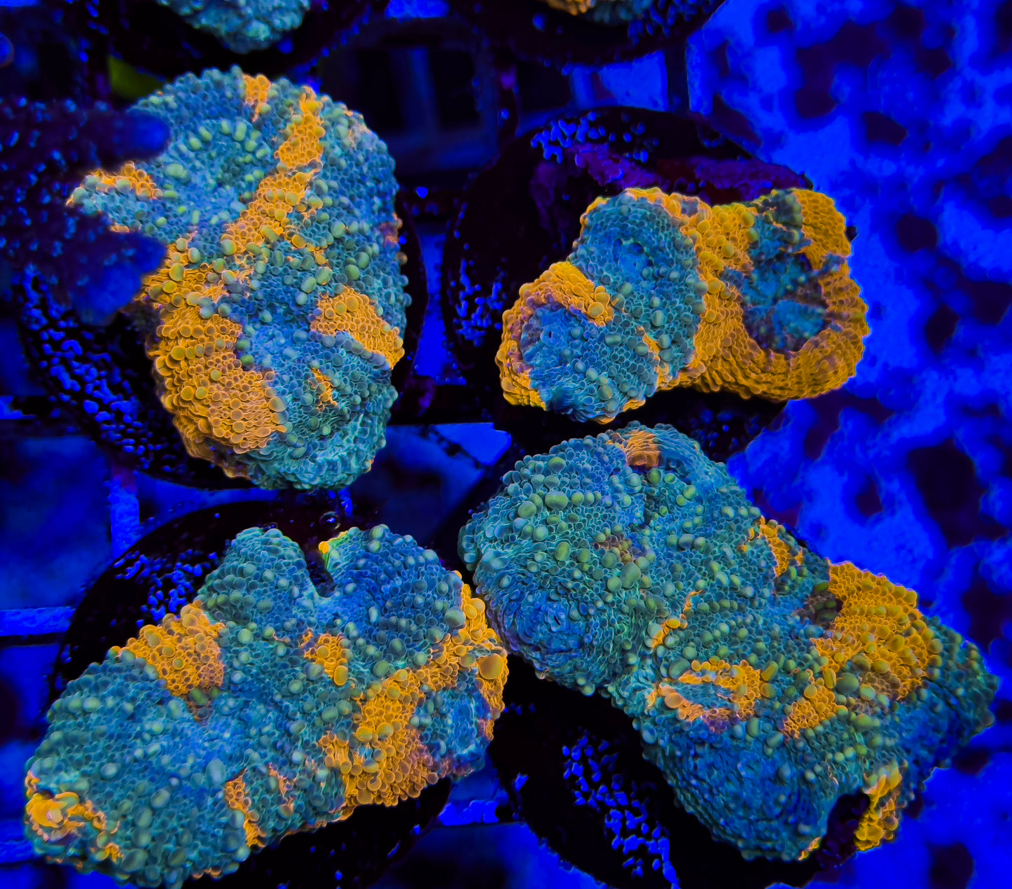 Ultra Acan Echinata