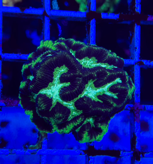 GLC Green Platygyra Maze Coral