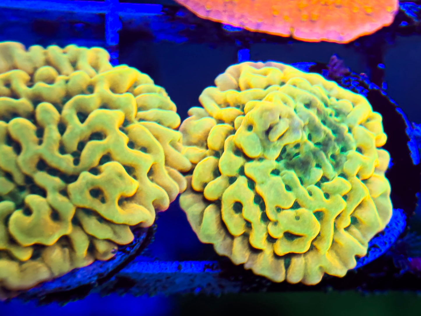 Beach Bum Montipora