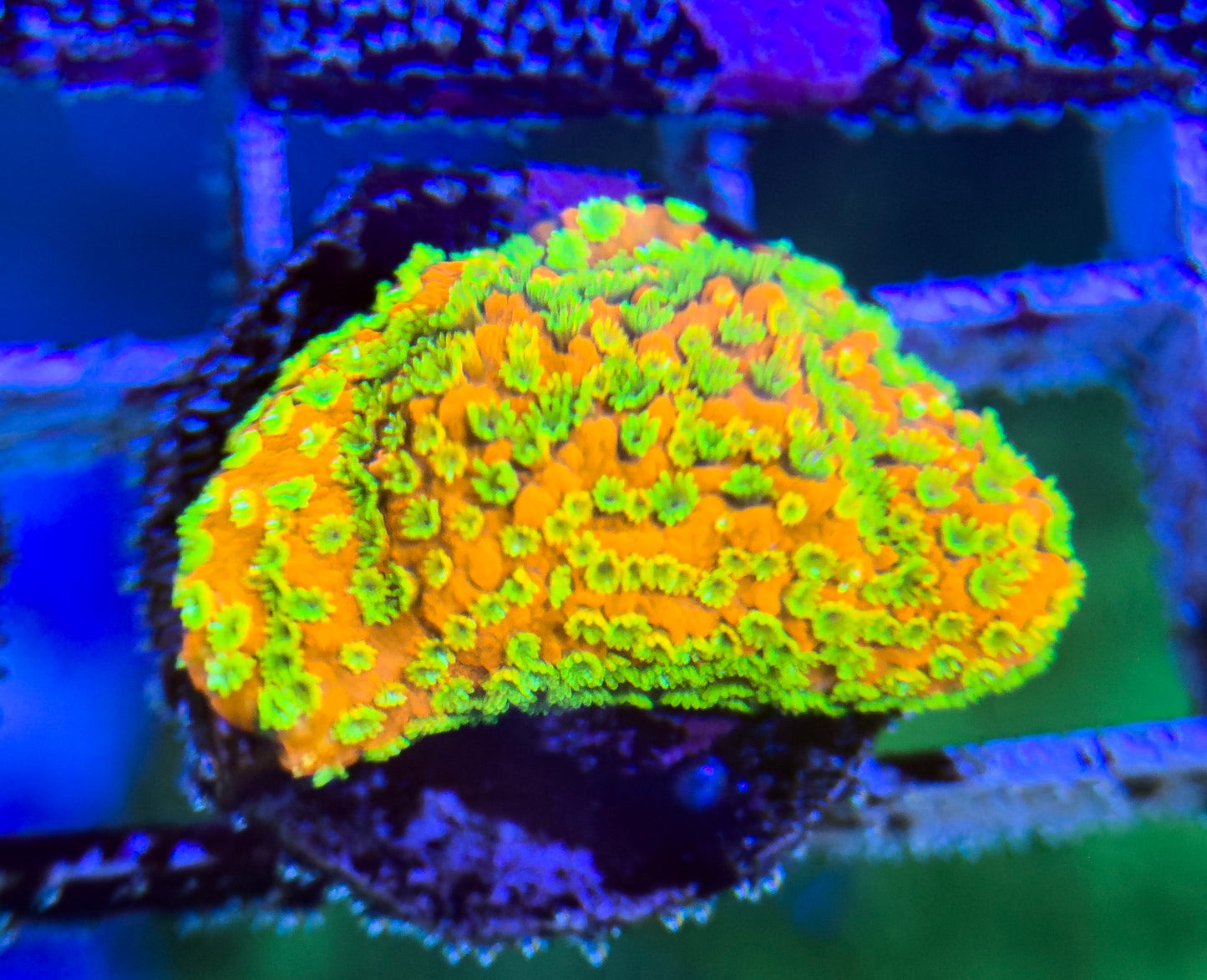 Sunset Montipora