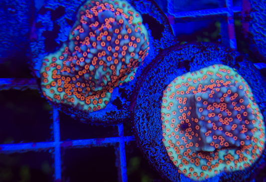 Superman Montipora