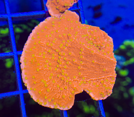 Yellow Polyp Red Monticap