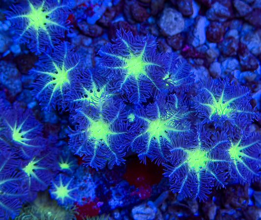 Green clove Polyps